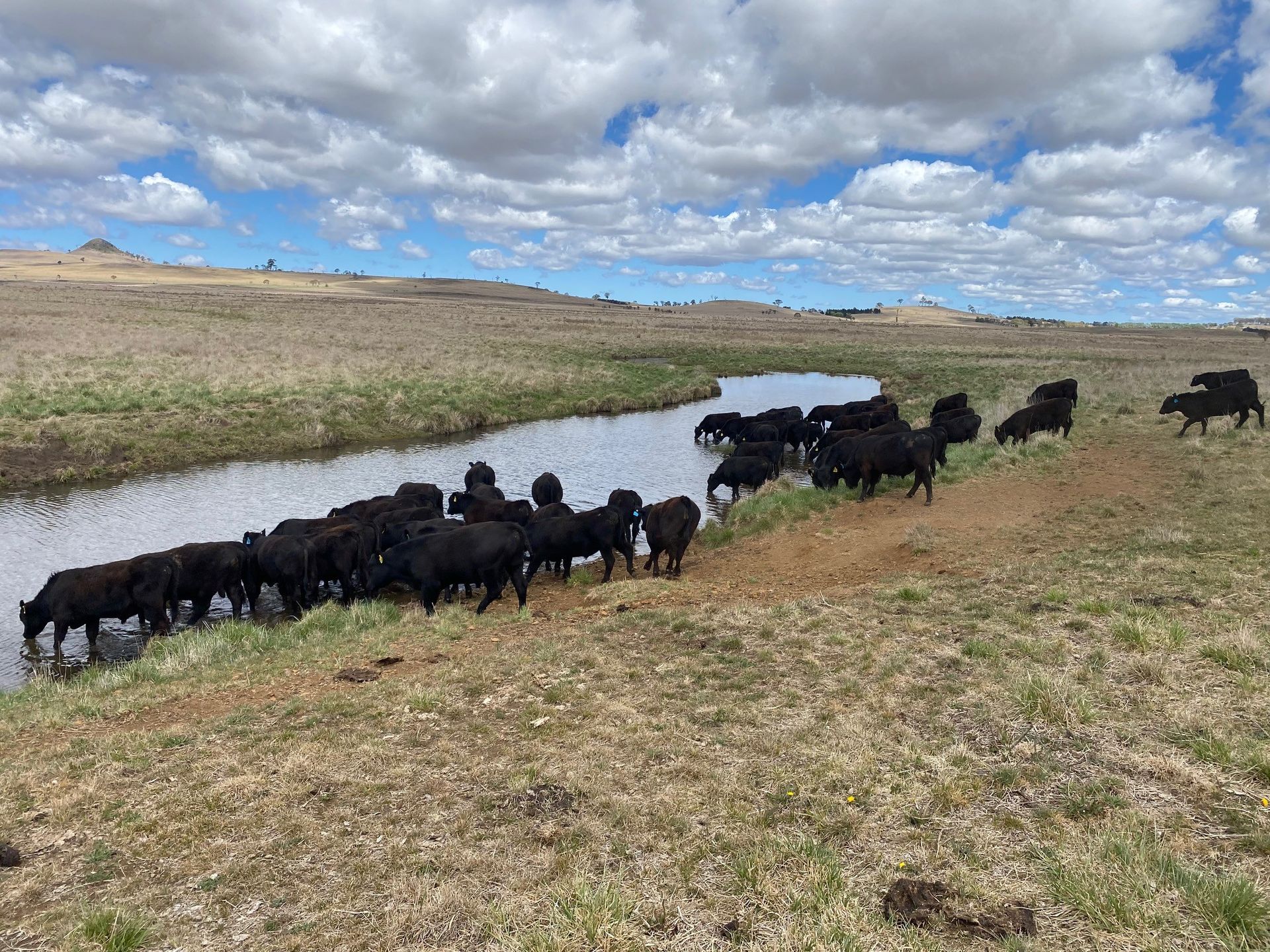 Bald Blair Angus Stud. Bull Sale Tuesday 5th August 2025.