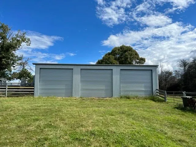 Bald Blair Angus