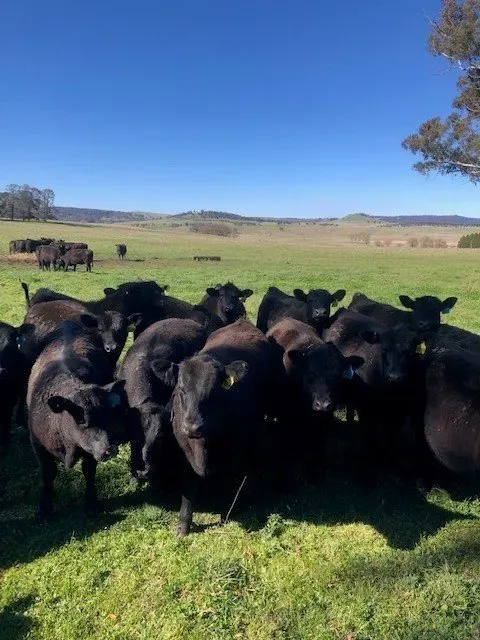 Bald Blair Angus
