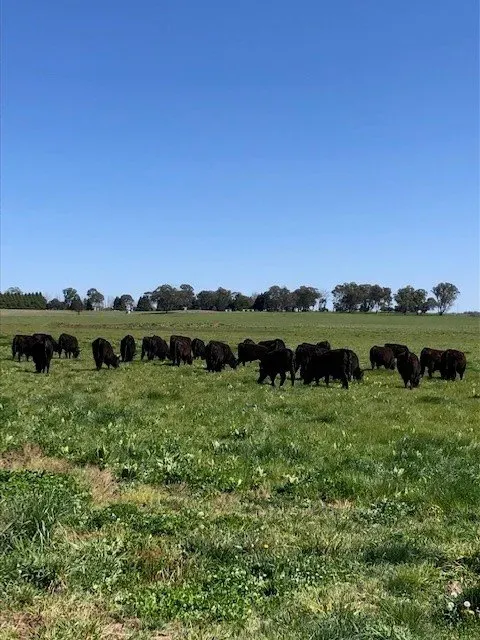 Bald Blair Angus