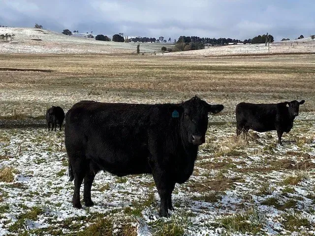 Bald Blair Angus