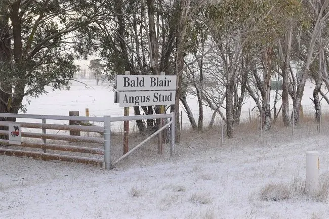 Bald Blair Angus