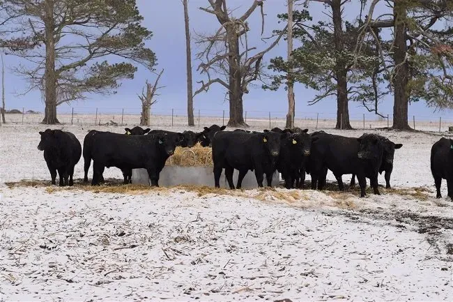 Bald Blair Angus