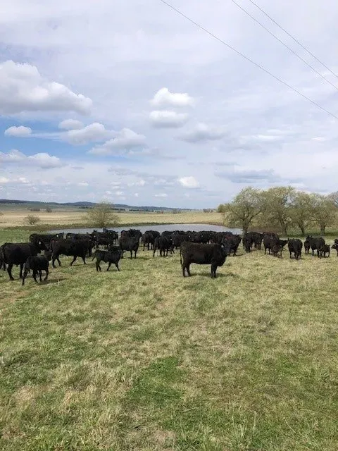 Bald Blair Angus