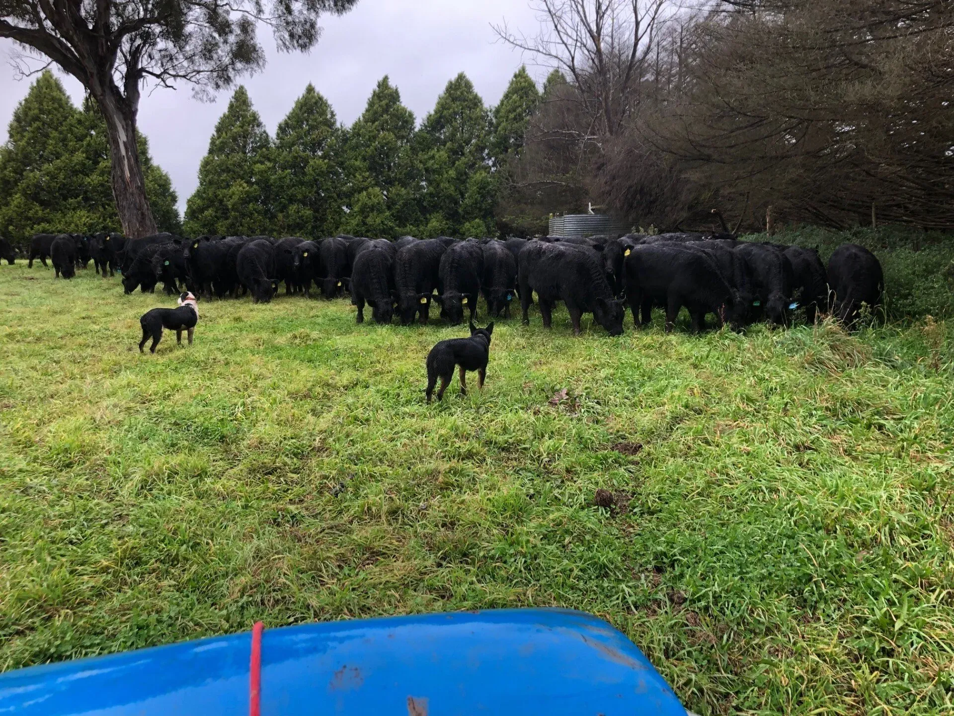 Bald Blair Angus
