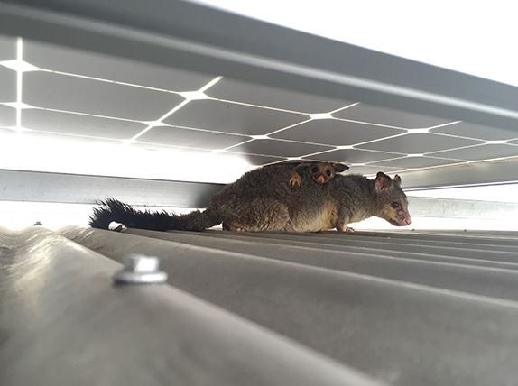 bird-free solar panel protection system installed