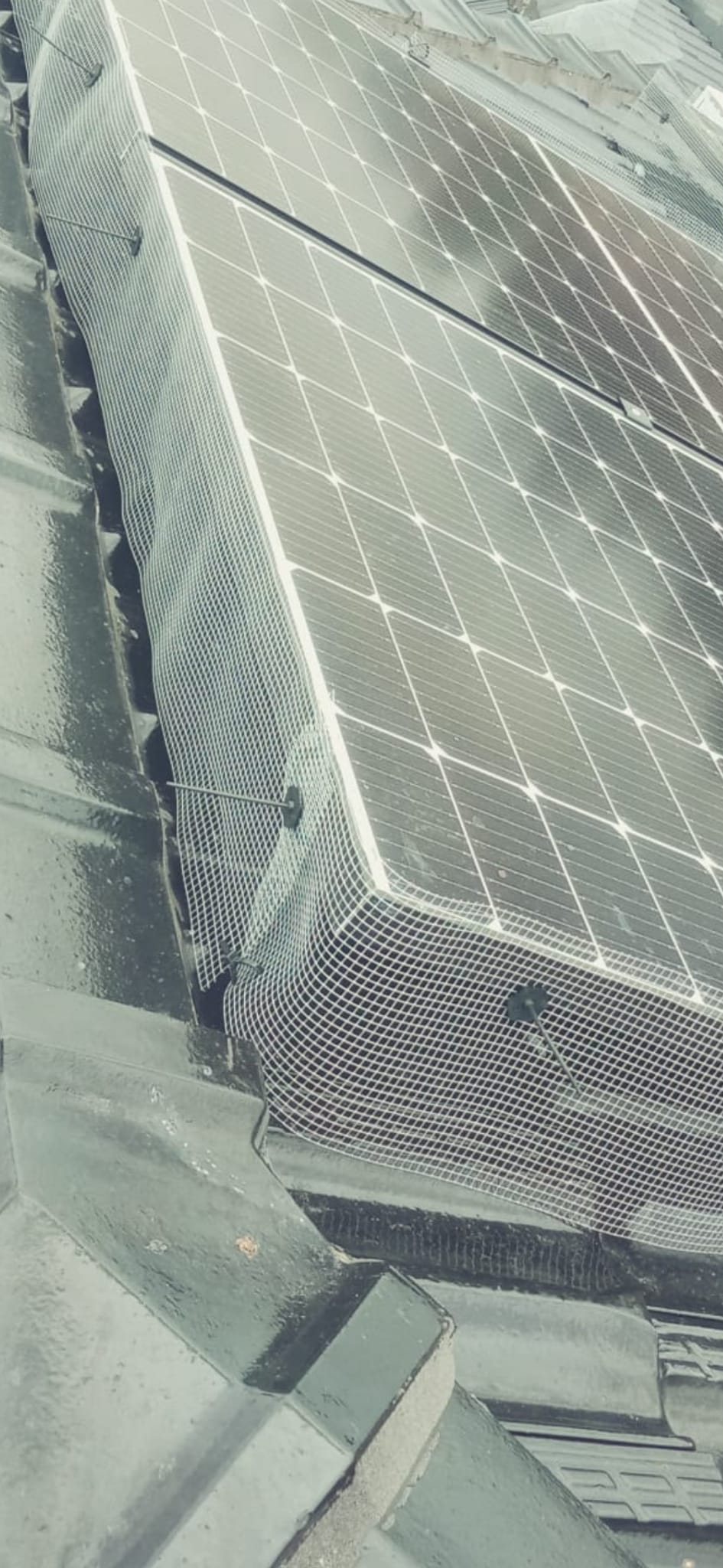 bird proofing solar panels to prevent nesting Australia