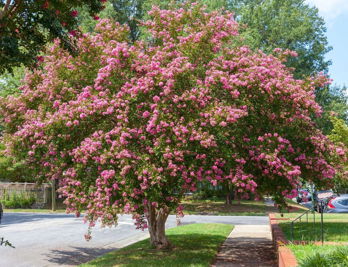 A tree with pink flowers is in the middle of a yard.