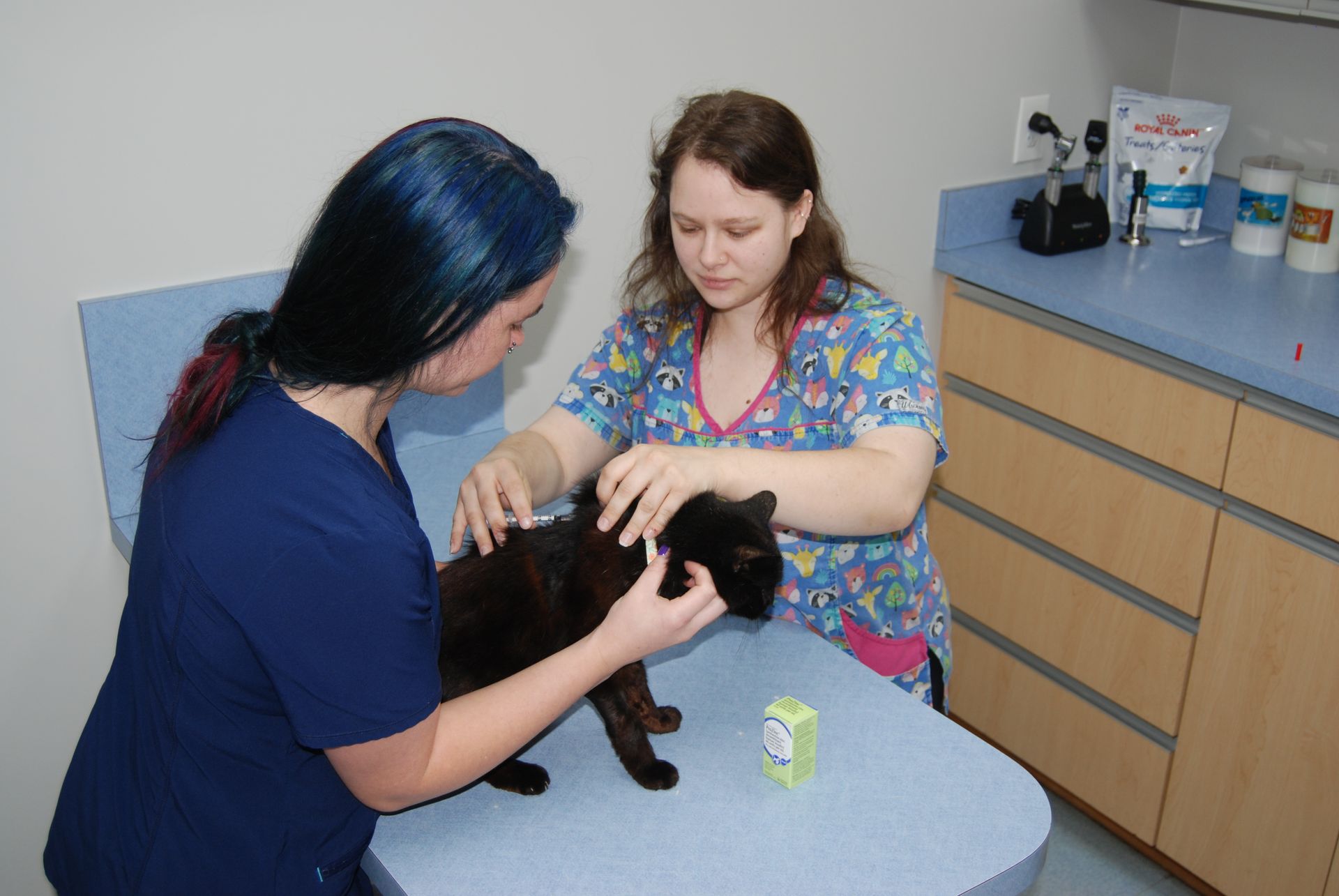 Pet Boarding Services | Snellville, GA | Brookwood Animal Hospital