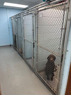Dog Boarding — Snellville, GA — Brookwood Animal Hospital