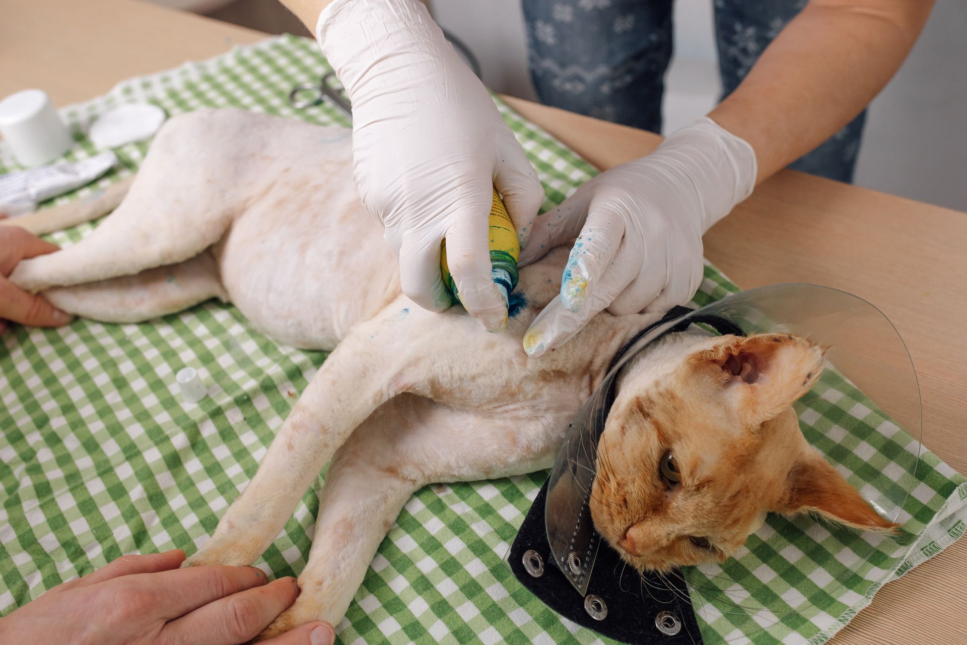 A cat is being examined by a veterinarian on a table.