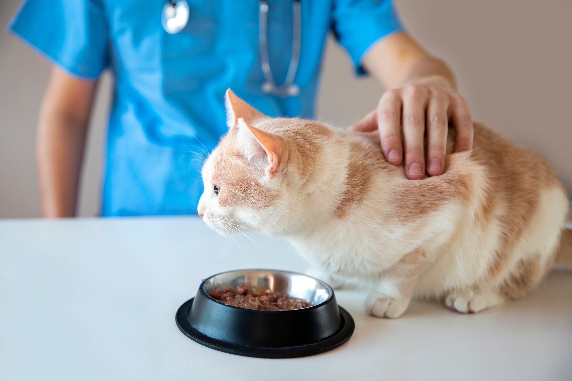 A cat is sitting on a table next to a bowl of food.