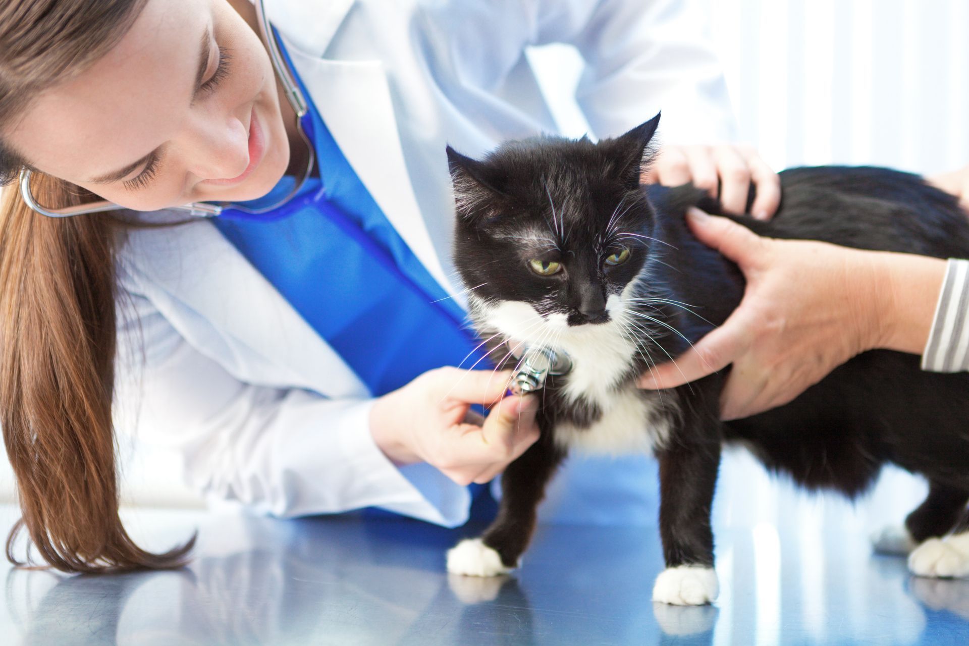A female veterinarian is examining a black and white cat with a stethoscope.