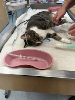 A cat is being examined by a veterinarian on a table.