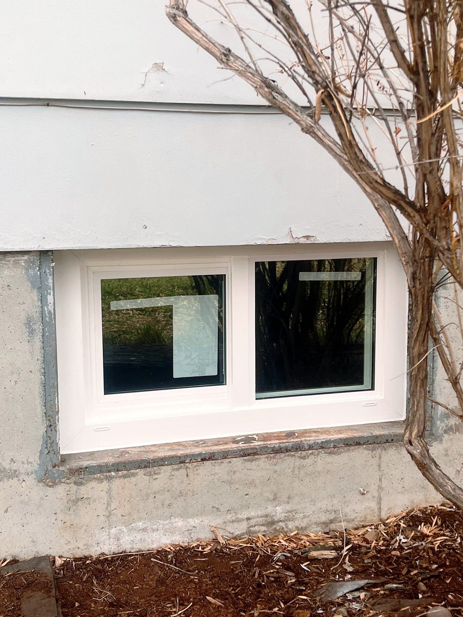 White basement window in a house wall, partly framed by bare tree branches and mulch below