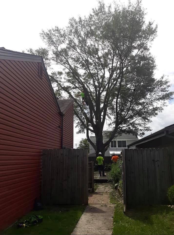 Backyard path between fences leading to a large tree, with a person in a neon jacket near the end.