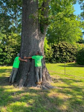 Two people in bright green shirts hug a massive tree in a sunny park.