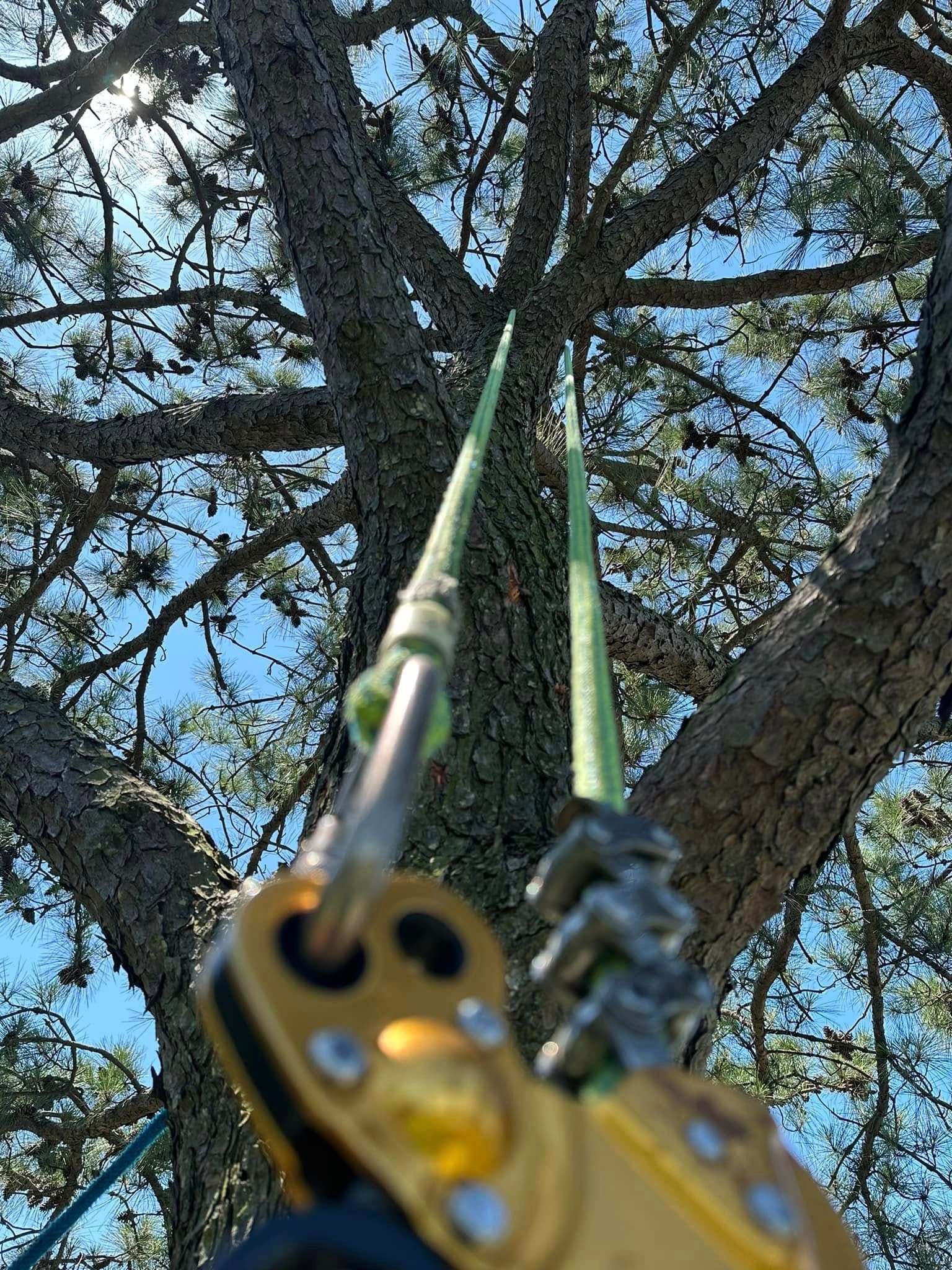 Climbing ropes and hardware hanging from a tree branch against a blue sky