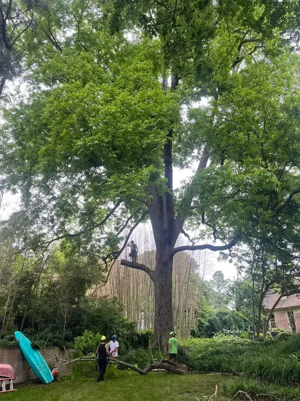Large leafy tree in a yard, with two people near its base and a blue slide leaning on the left.