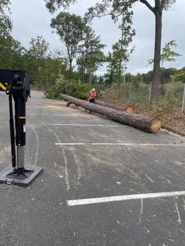 Fallen tree trunk blocking a parking lot, with a person in a pink shirt standing nearby.