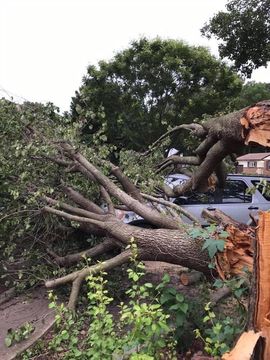 Large fallen tree branches block a driveway beside parked cars after storm damage