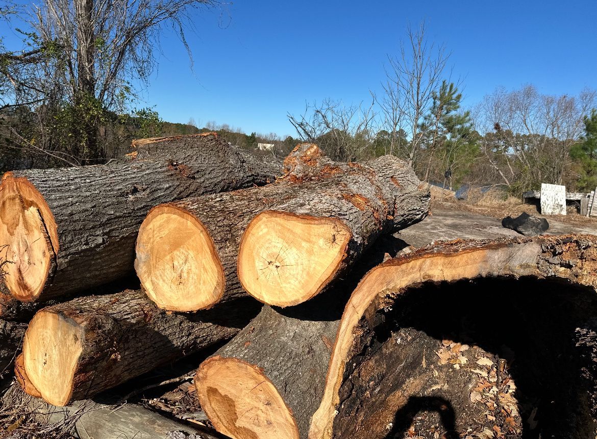 Stacked cut logs outdoors with fresh orange ends under a blue sky