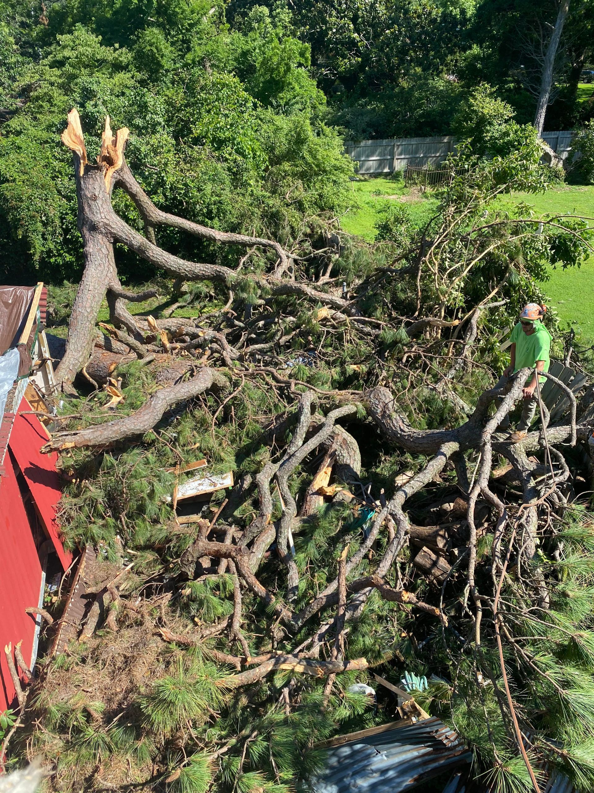 Large uprooted tree with tangled branches blocking a driveway; a person in green stands at right.