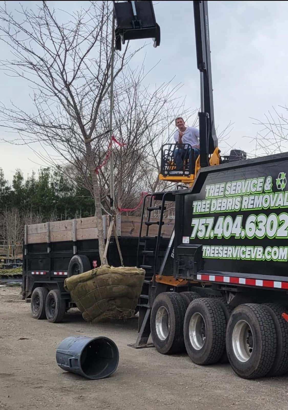 Crane loading a large root ball onto a truck at a tree service site