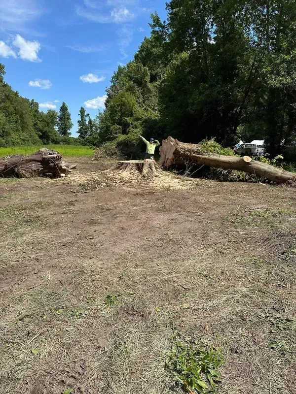 Cleared yard with tree stumps, grass, and a large leafy tree under a blue sky.