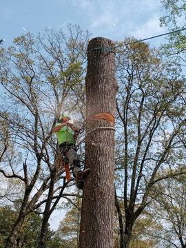 Arborist in bright green gear climbing a tall tree with a ropesaw in a wooded area