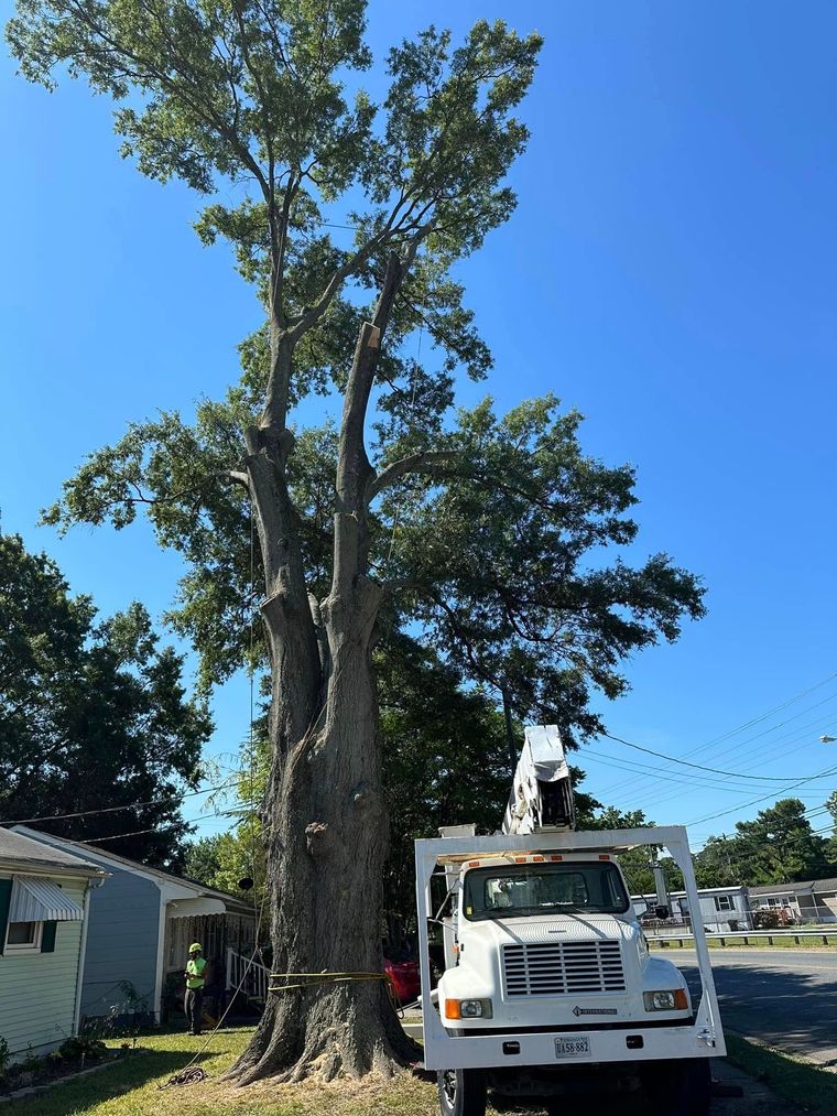 Large tree by a white utility truck on a residential street under a clear blue sky.