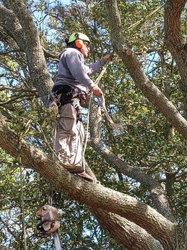 Arborist wearing helmet and harness pruning tree branches high in a leafy tree