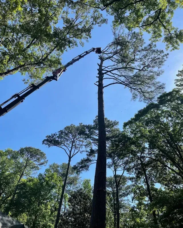 Tree worker trimming a tall tree canopy with a boom lift against a blue sky