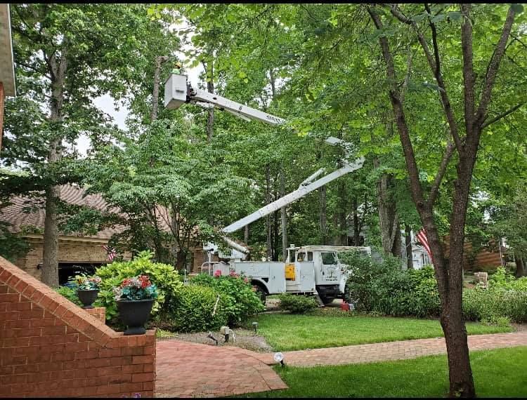 Two utility bucket trucks among trees in a residential yard, with raised booms working on overhead lines.