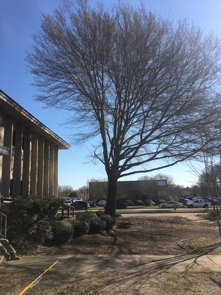 Leafless tree in a parking lot beside a building on a clear day