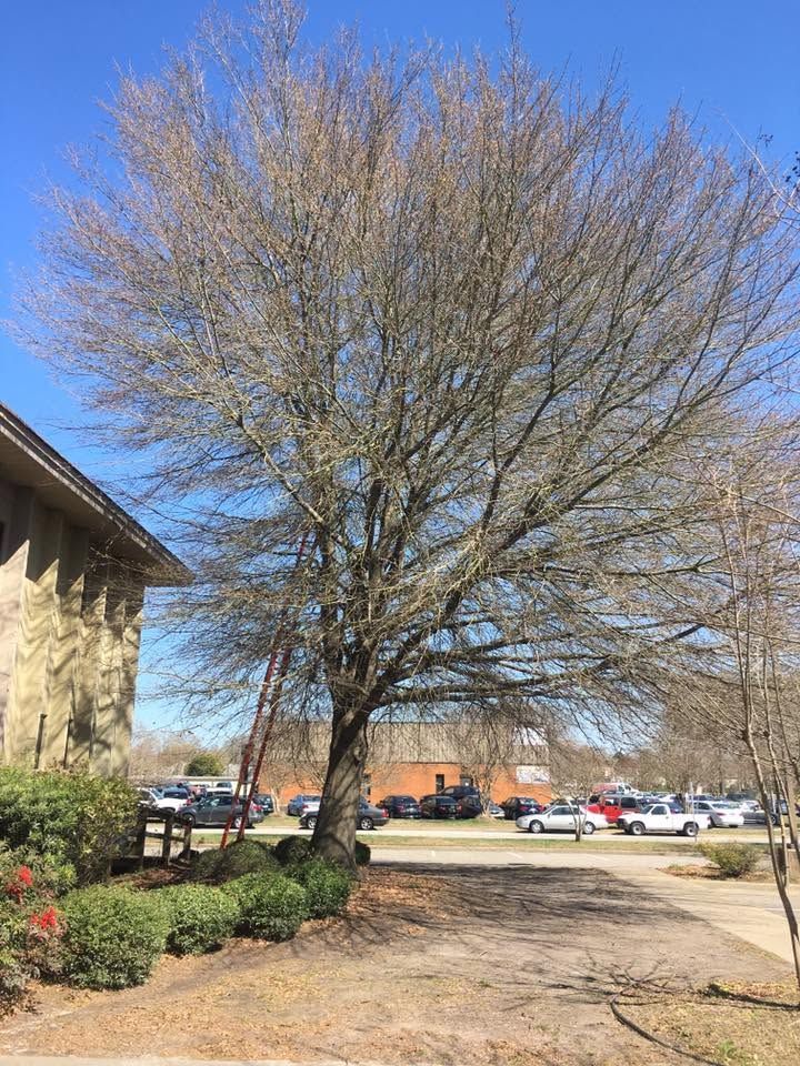 Leafless tree by a building and parking lot on a sunny day
