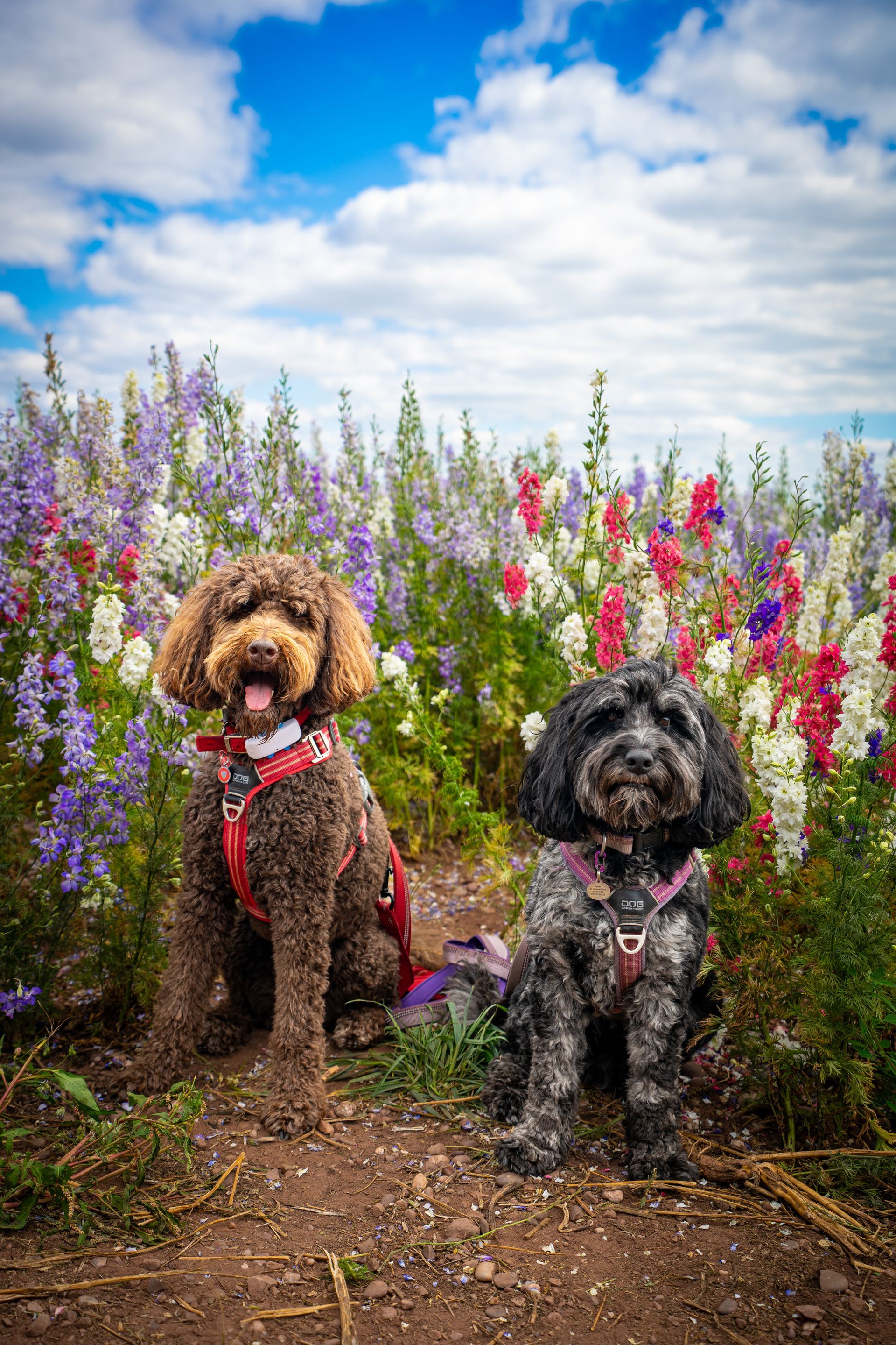 Two dogs sit among colorful flowers, brown dog smiles, black dog looks at the camera, blue sky.