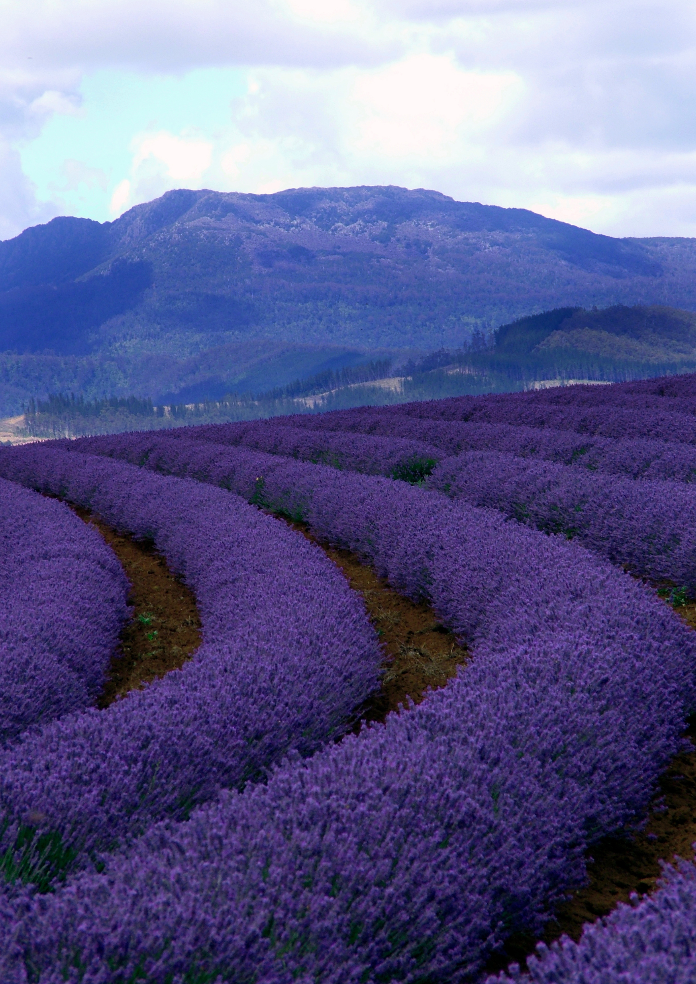 Purple lavender fields in curved rows, with a mountain in the background under a cloudy sky.