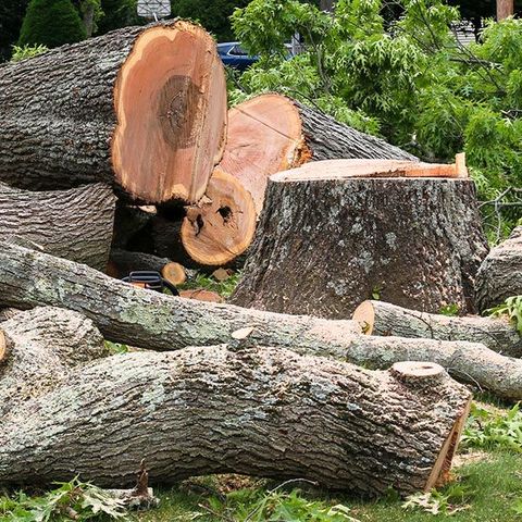 Tree Stump — Niceville, FL — S and S Complete Tree Service LLC Tree Stump — Niceville, FL — S and S Complete Tree Service LLC