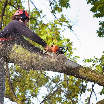 Man Cutting Tree — Niceville, FL — S and S Complete Tree Service LLC Man Cutting Tree — Niceville, FL — S and S Complete Tree Service LLC