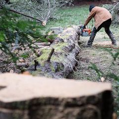 Man Cutting Fallen Tree — Niceville, FL — S and S Complete Tree Service LLC Man Cutting Fallen Tree — Niceville, FL — S and S Complete Tree Service LLC