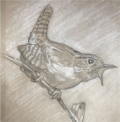 Sparrow illustration