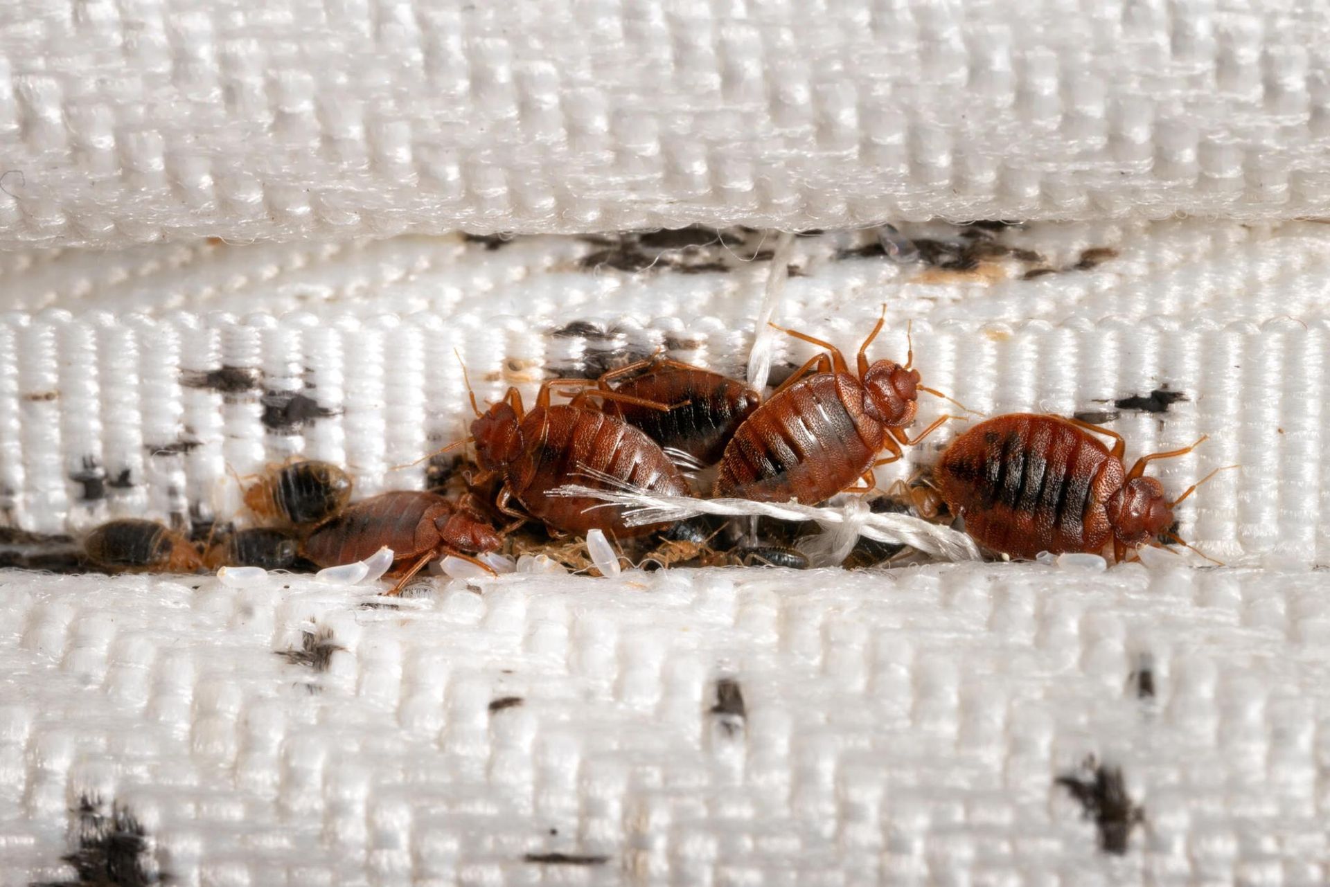 A bunch of bed bugs are crawling on a white blanket.