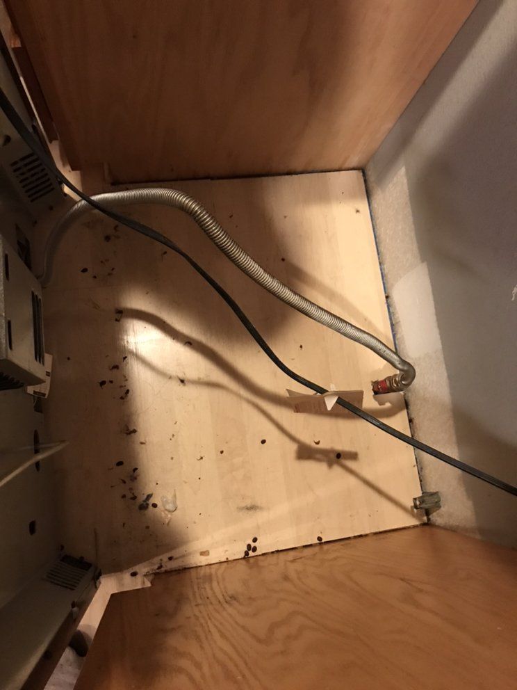 Rodent droppings behind appliances