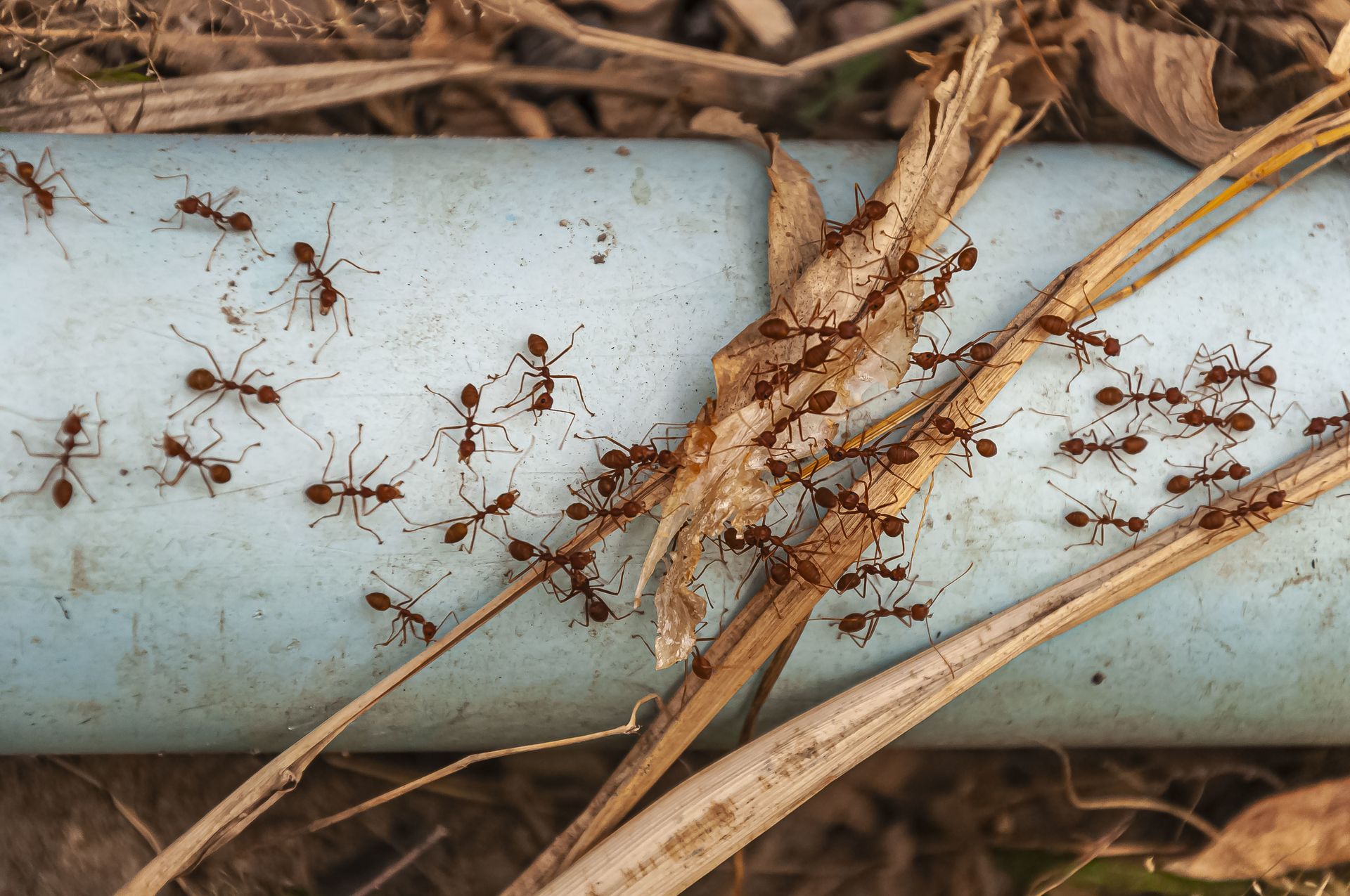overhead shot red ants steel blue pipe