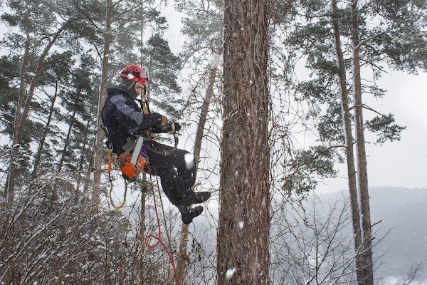 Puiden poisto Lahti