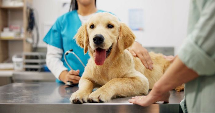 View of two vets with a Golden retriever lying on a medical metal table. View of two vets with a Golden retriever lying on a medical metal table.