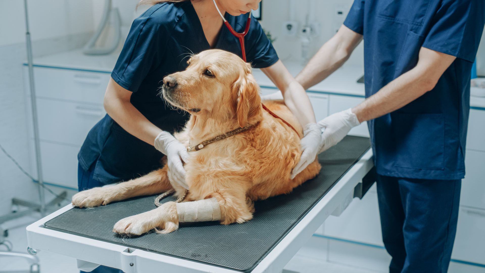 A veterinarian inspecting a dog on an examination table.