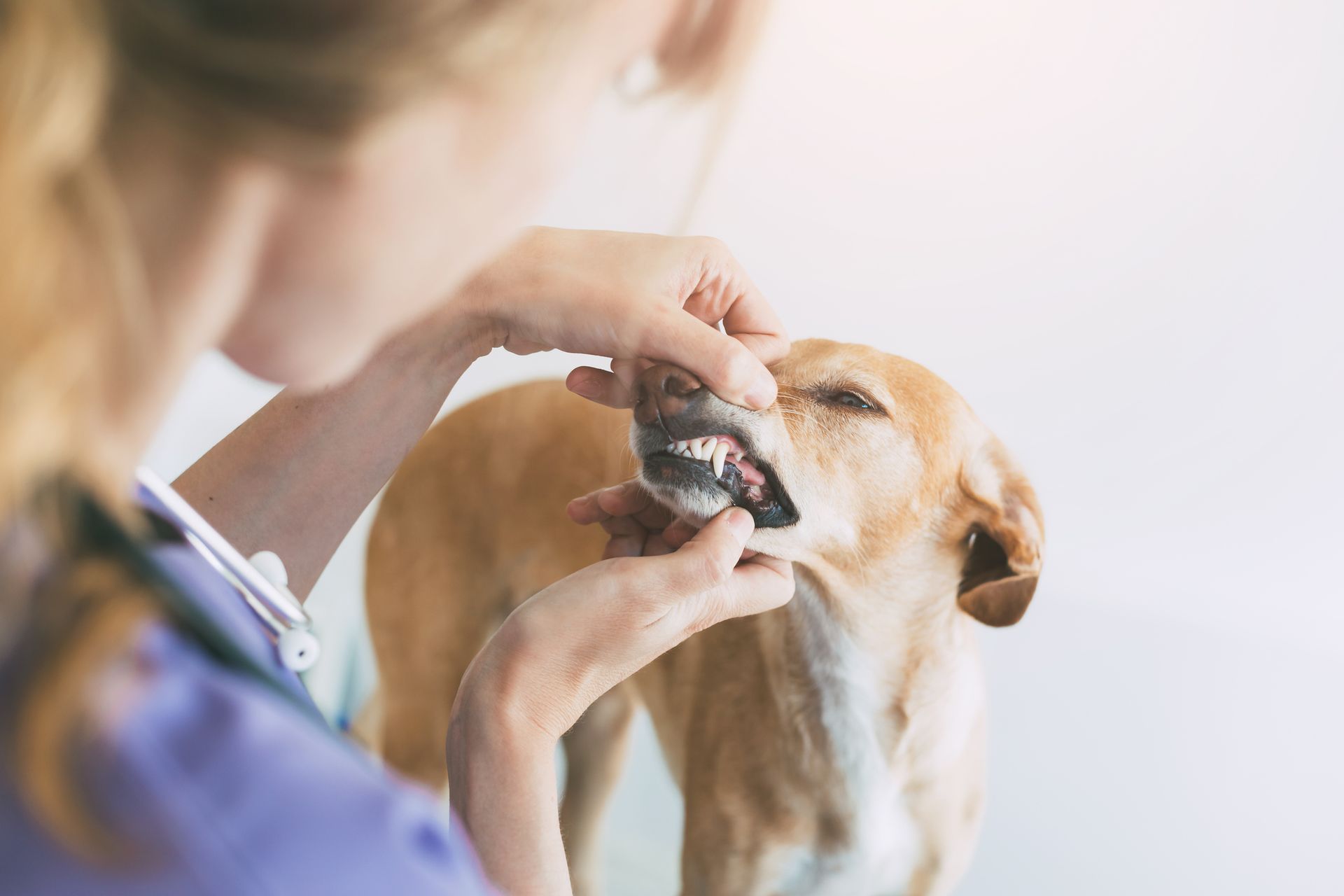 Close-up of a veterinarian examining a dog's teeth. Close-up of a veterinarian examining a dog's teeth.