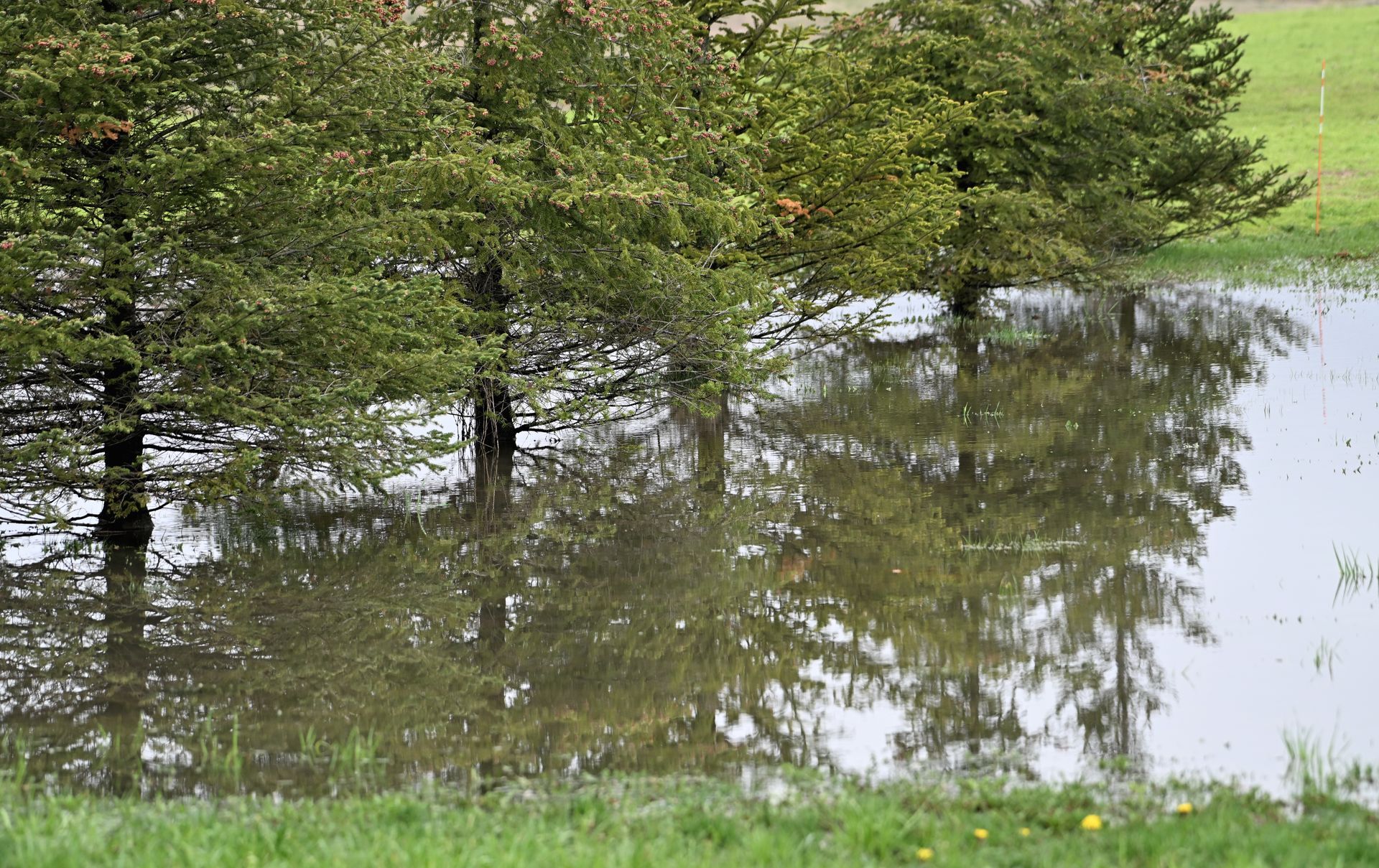 Standing water pooling in a soggy backyard lawn